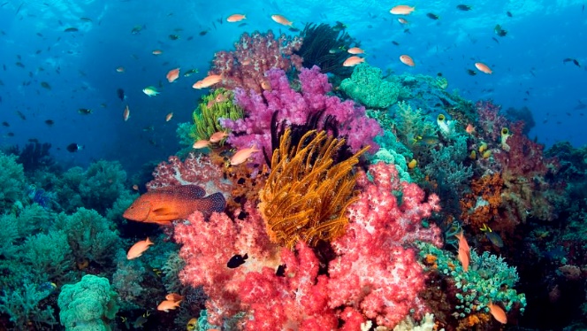 Ada 5 Surga Bawah Laut di Indonesia yang Bikin Kamu Terpukau