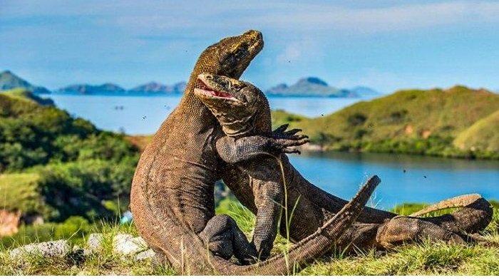 Paket Wisata Labuan Bajo , Harga Masuk ke Taman Nasional Komodo Belum  Berubah, Tahun Depan Naik? - Pos-kupang.com